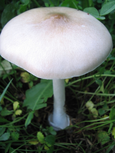 Volvariella gloiocephala
